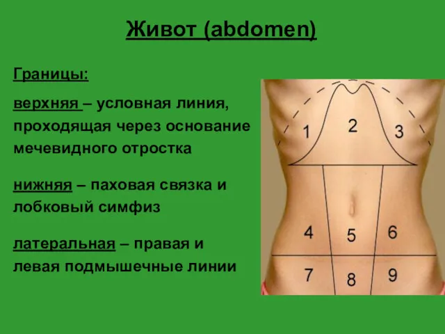 Живот (abdomen) Границы: верхняя – условная линия, проходящая через основание мечевидного отростка нижняя