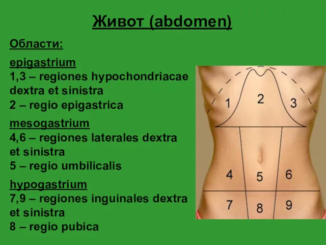 Живот (abdomen) Области: epigastrium 1,3 – regiones hypochondriacae dextra et sinistra 2 –