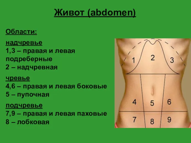 Живот (abdomen) Области: надчревье 1,3 – правая и левая подреберные 2 – надчревная