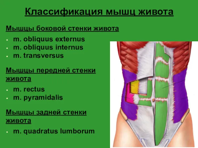 Классификация мышц живота Мышцы боковой стенки живота m. obliquus externus m. obliquus internus