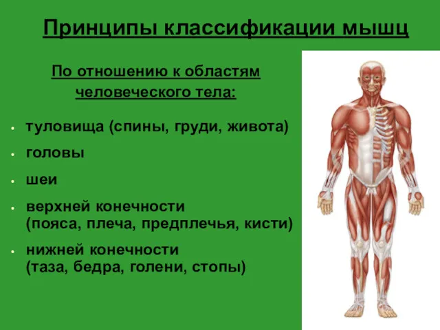 Принципы классификации мышц По отношению к областям человеческого тела: туловища (спины, груди, живота)