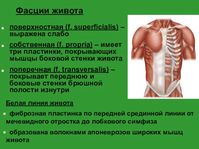 Фасции живота поверхностная (f. superficialis) – выражена слабо собственная (f. propria) – имеет