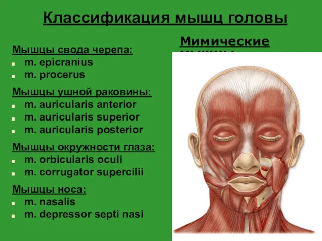 Классификация мышц головы Мышцы свода черепа: m. epicranius m. procerus Мышцы ушной раковины: