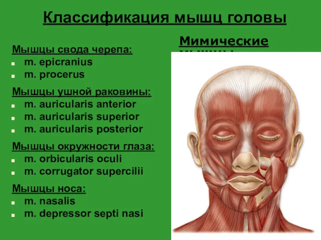 Классификация мышц головы Мышцы свода черепа: m. epicranius m. procerus