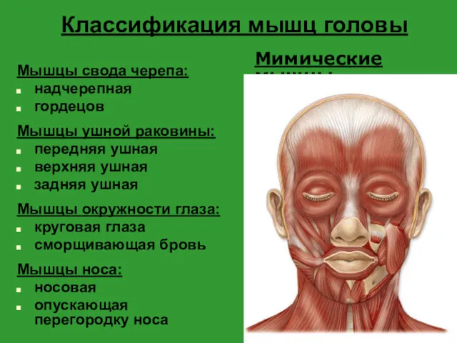Классификация мышц головы Мышцы свода черепа: надчерепная гордецов Мышцы ушной раковины: передняя ушная