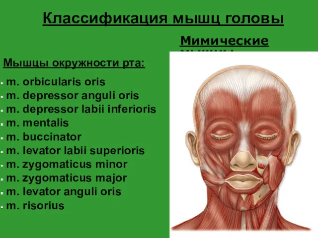 Классификация мышц головы Мышцы окружности рта: m. orbicularis oris m. depressor anguli oris