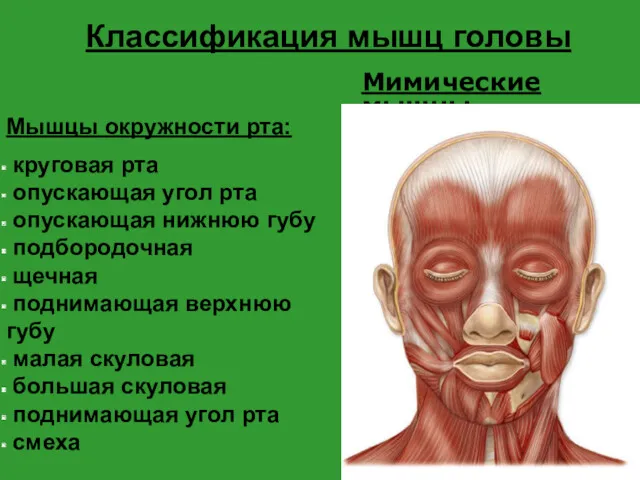 Классификация мышц головы Мышцы окружности рта: круговая рта опускающая угол рта опускающая нижнюю