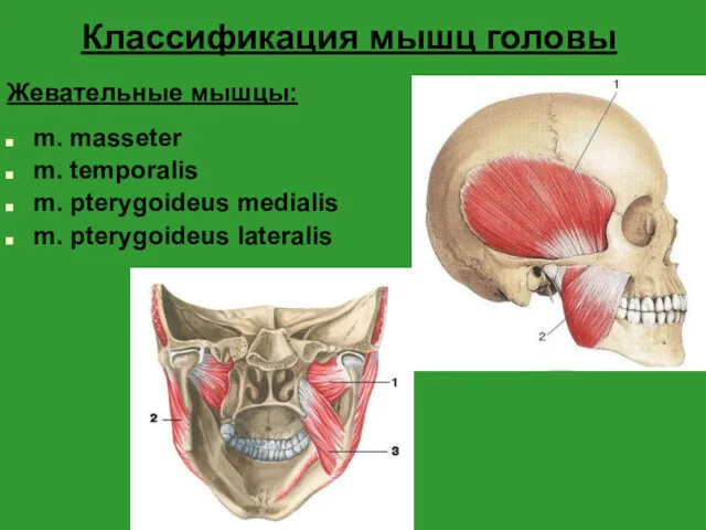 Классификация мышц головы Жевательные мышцы: m. masseter m. temporalis m. pterygoideus medialis m. pterygoideus lateralis