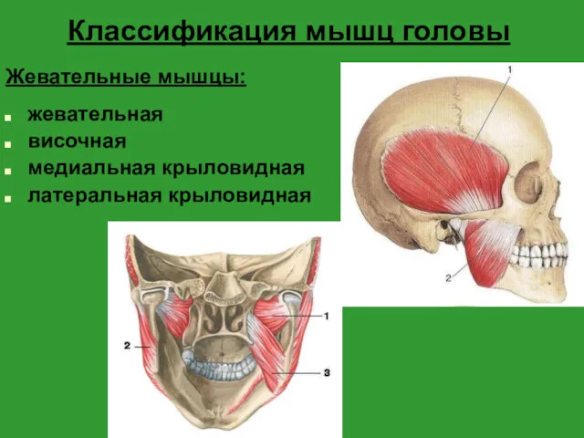 Классификация мышц головы Жевательные мышцы: жевательная височная медиальная крыловидная латеральная крыловидная