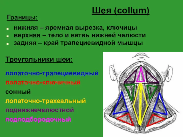 Шея (collum) Границы: нижняя – яремная вырезка, ключицы верхняя – тело и ветвь