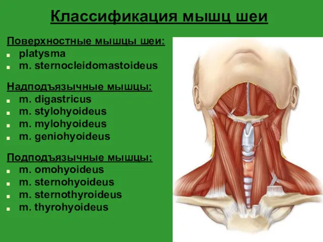 Классификация мышц шеи Поверхностные мышцы шеи: platysma m. sternocleidomastoideus Надподъязычные мышцы: m. digastricus