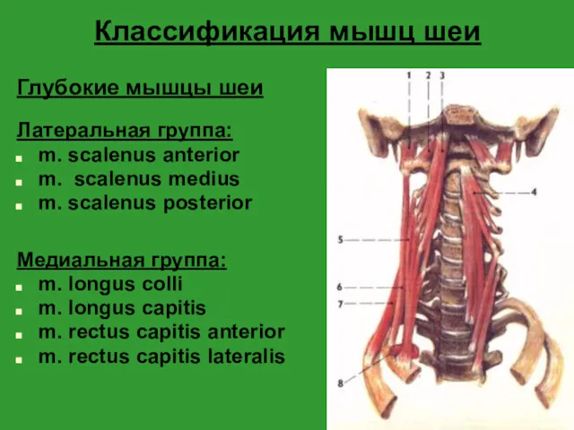 Классификация мышц шеи Глубокие мышцы шеи Латеральная группа: m. scalenus anterior m. scalenus