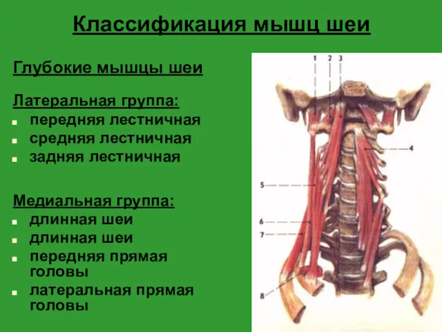 Классификация мышц шеи Глубокие мышцы шеи Латеральная группа: передняя лестничная средняя лестничная задняя