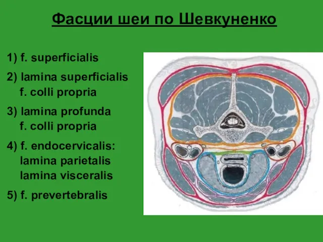 Фасции шеи по Шевкуненко 1) f. superficialis 2) lamina superficialis f. colli propria