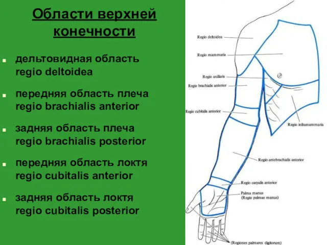 Области верхней конечности дельтовидная область regio deltoidea передняя область плеча regio brachialis anterior