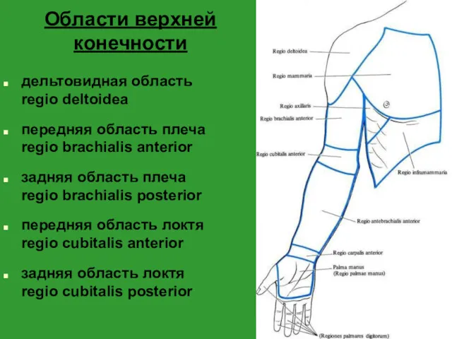 Области верхней конечности дельтовидная область regio deltoidea передняя область плеча