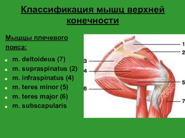 Классификация мышц верхней конечности Мышцы плечевого пояса: m. deltoideus (7) m. supraspinatus (2)