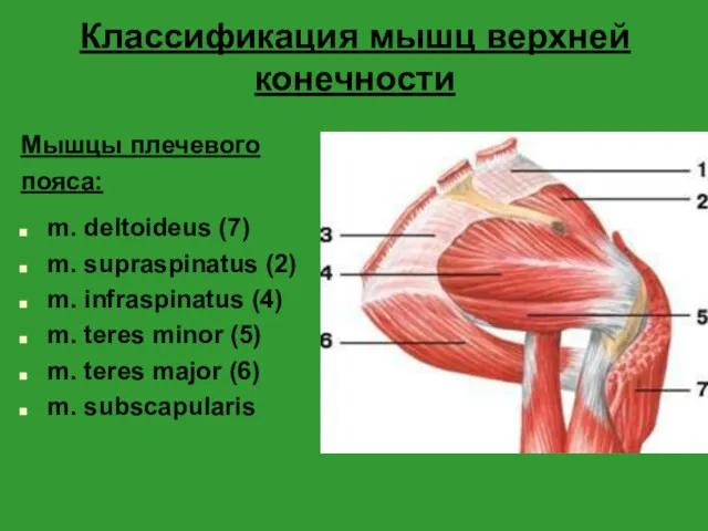 Классификация мышц верхней конечности Мышцы плечевого пояса: m. deltoideus (7)