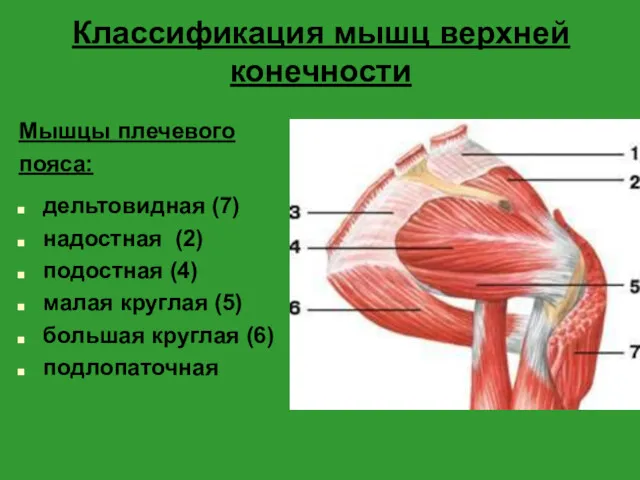 Классификация мышц верхней конечности Мышцы плечевого пояса: дельтовидная (7) надостная