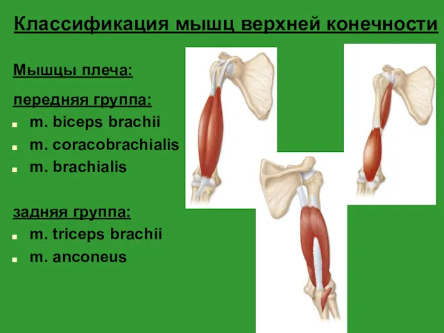Классификация мышц верхней конечности Мышцы плеча: передняя группа: m. biceps brachii m. coracobrachialis