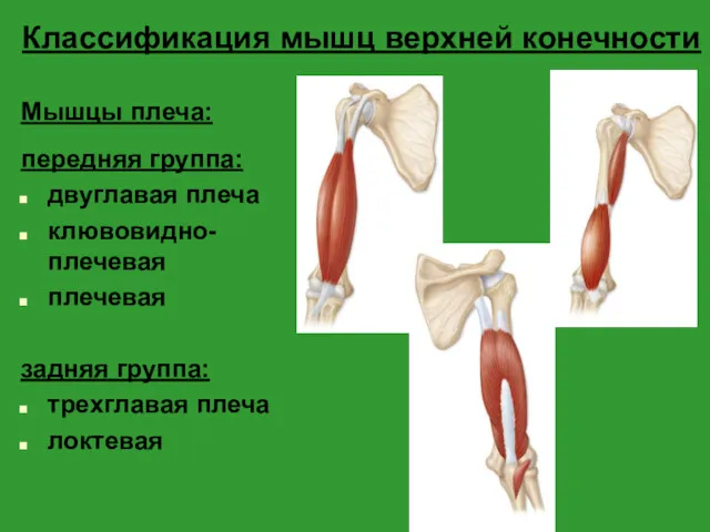 Классификация мышц верхней конечности Мышцы плеча: передняя группа: двуглавая плеча клювовидно-плечевая плечевая задняя