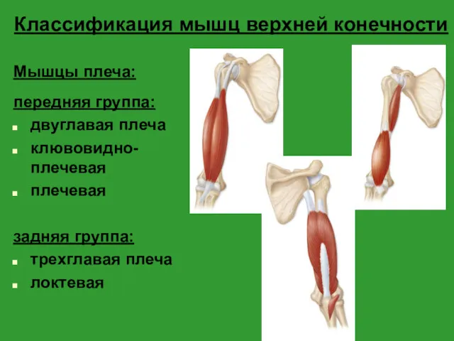 Классификация мышц верхней конечности Мышцы плеча: передняя группа: двуглавая плеча