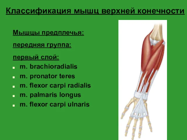 Классификация мышц верхней конечности Мышцы предплечья: передняя группа: первый слой: