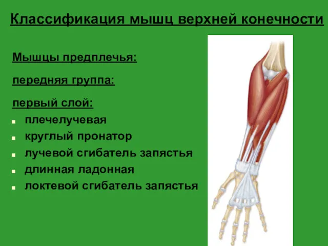 Классификация мышц верхней конечности Мышцы предплечья: передняя группа: первый слой: плечелучевая круглый пронатор