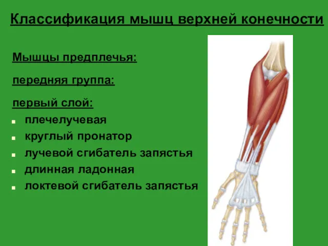 Классификация мышц верхней конечности Мышцы предплечья: передняя группа: первый слой: