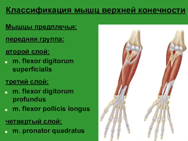 Классификация мышц верхней конечности Мышцы предплечья: передняя группа: второй слой: m. flexor digitorum