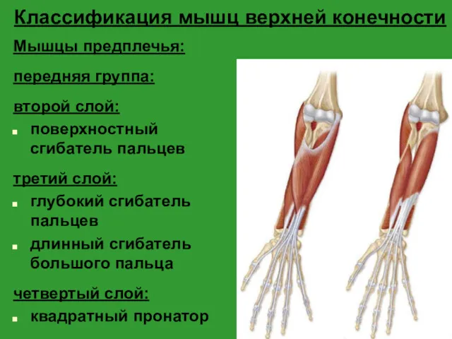 Классификация мышц верхней конечности Мышцы предплечья: передняя группа: второй слой: поверхностный сгибатель пальцев