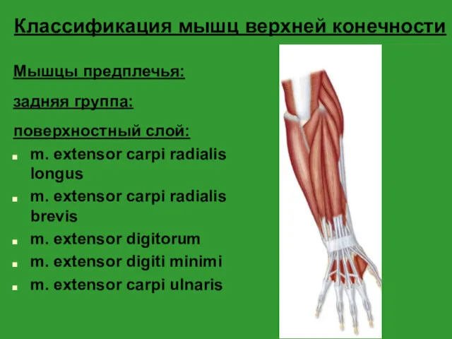 Классификация мышц верхней конечности Мышцы предплечья: задняя группа: поверхностный слой: m. extensor carpi