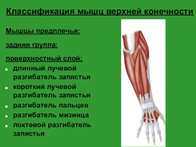Классификация мышц верхней конечности Мышцы предплечья: задняя группа: поверхностный слой: