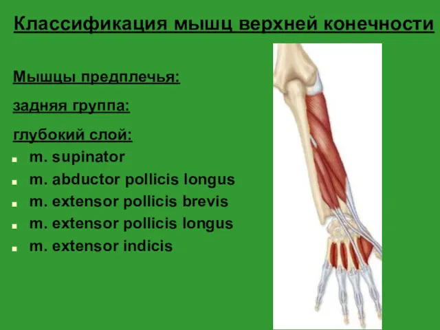 Классификация мышц верхней конечности Мышцы предплечья: задняя группа: глубокий слой: m. supinator m.