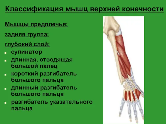 Классификация мышц верхней конечности Мышцы предплечья: задняя группа: глубокий слой: супинатор длинная, отводящая