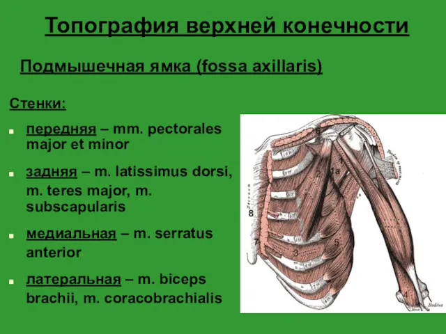 Топография верхней конечности Стенки: передняя – mm. pectorales major et