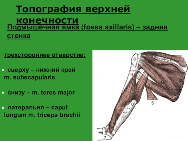 Топография верхней конечности Подмышечная ямка (fossa axillaris) – задняя стенка трехстороннее отверстие: сверху