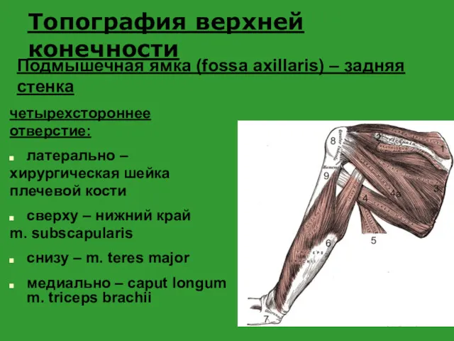 четырехстороннее отверстие: латерально – хирургическая шейка плечевой кости сверху – нижний край m.