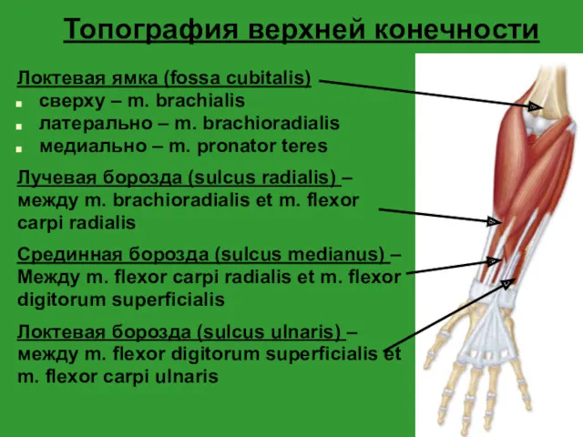 Топография верхней конечности Локтевая ямка (fossa cubitalis) сверху – m.