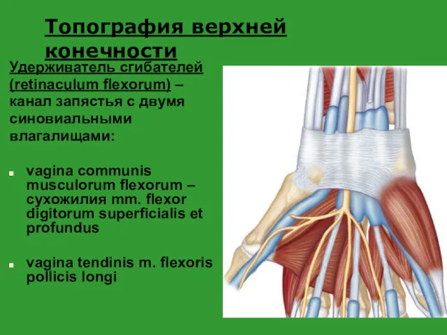 Удерживатель сгибателей (retinaculum flexorum) – канал запястья с двумя синовиальными влагалищами: vagina communis