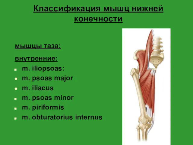 Классификация мышц нижней конечности мышцы таза: внутренние: m. iliopsoas: m. psoas major m.