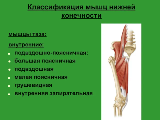 Классификация мышц нижней конечности мышцы таза: внутренние: подвздошно-поясничная: большая поясничная подвздошная малая поясничная грушевидная внутренняя запирательная