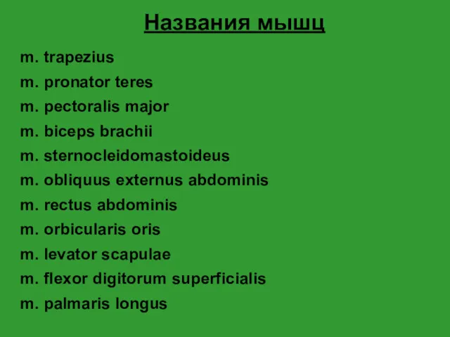 Названия мышц m. trapezius m. pronator teres m. pectoralis major