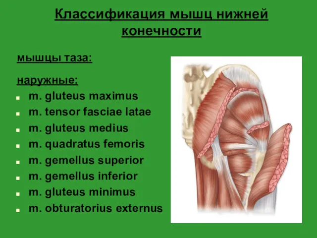 Классификация мышц нижней конечности мышцы таза: наружные: m. gluteus maximus m. tensor fasciae