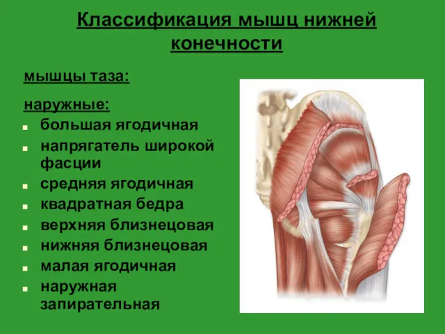 Классификация мышц нижней конечности мышцы таза: наружные: большая ягодичная напрягатель широкой фасции средняя