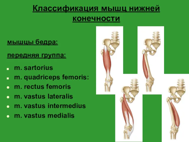 Классификация мышц нижней конечности мышцы бедра: передняя группа: m. sartorius m. quadriceps femoris: