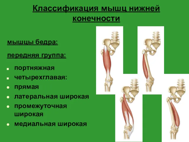 Классификация мышц нижней конечности мышцы бедра: передняя группа: портняжная четырехглавая: