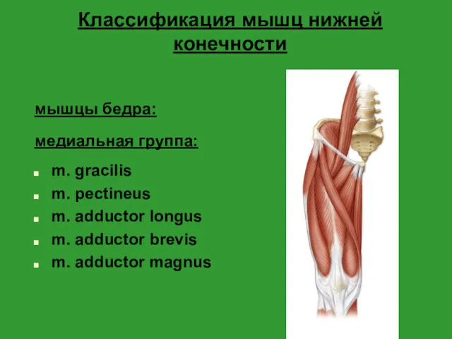 Классификация мышц нижней конечности мышцы бедра: медиальная группа: m. gracilis m. pectineus m.