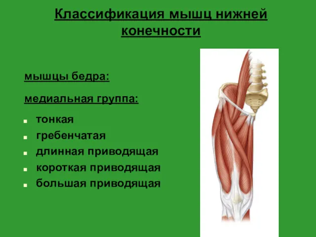 Классификация мышц нижней конечности мышцы бедра: медиальная группа: тонкая гребенчатая длинная приводящая короткая приводящая большая приводящая