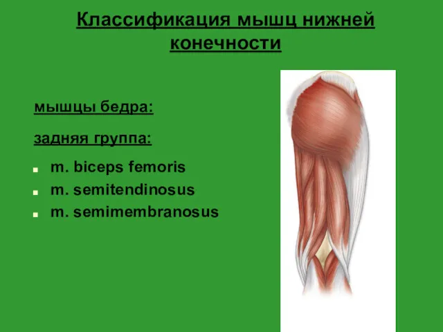 Классификация мышц нижней конечности мышцы бедра: задняя группа: m. biceps femoris m. semitendinosus m. semimembranosus